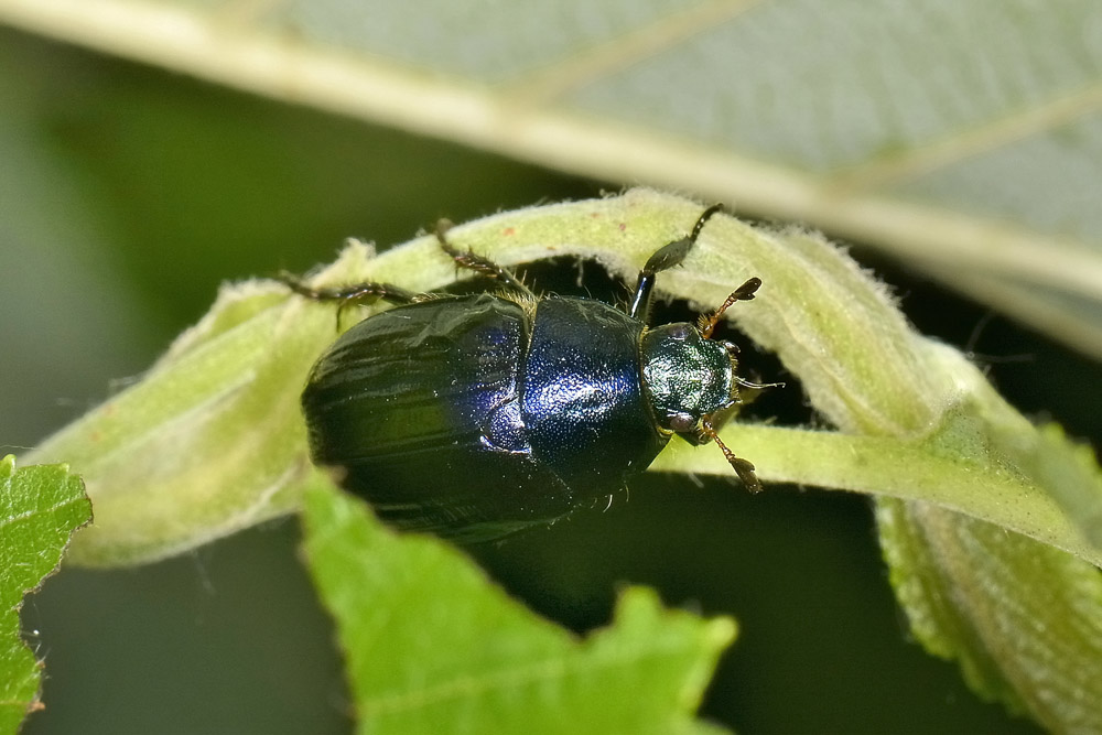 Anomala dubia, Rutelidae
